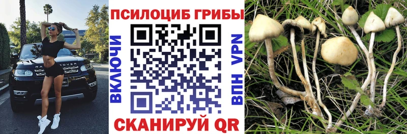 Псилоцибиновые грибы Psilocybe Кирово-Чепецк